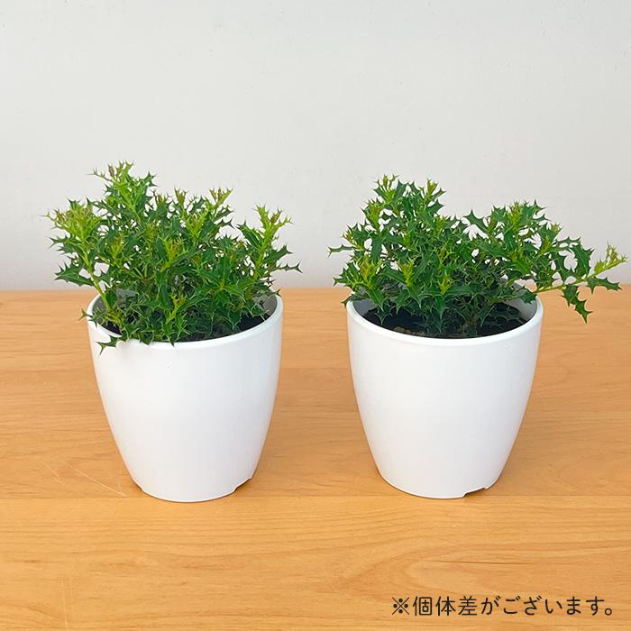 日本花キ流通 観葉植物 cot ヒメヒイラギ 3.5号鉢 柊 姫ヒイラギ 魔