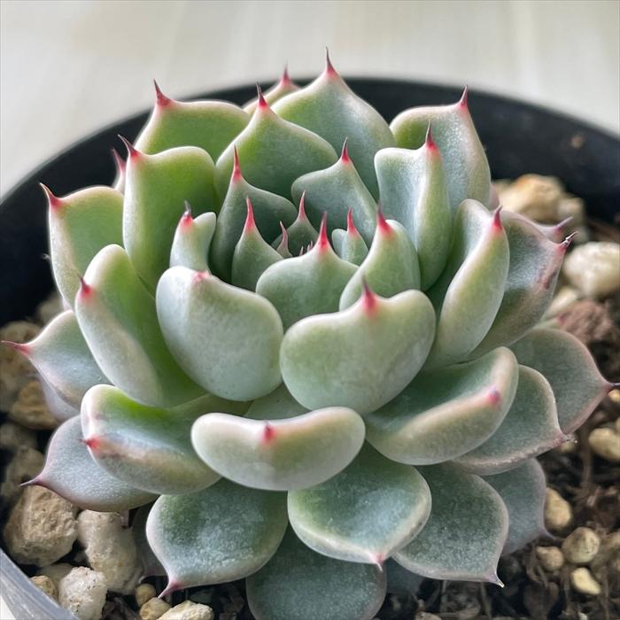 日本花キ流通 多肉植物 skエケベリア 黒爪ザラゴーサ×沙羅姫牡丹