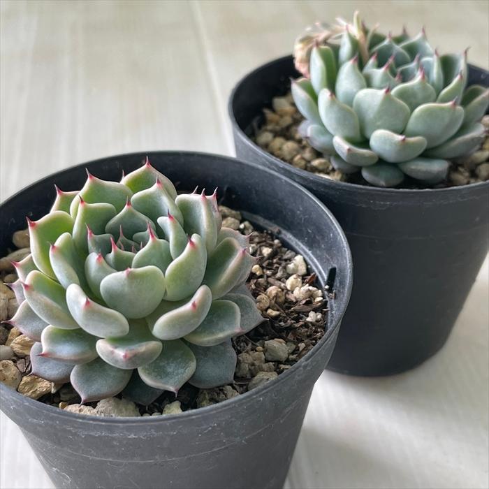 日本花キ流通 多肉植物 skエケベリア 黒爪ザラゴーサ×沙羅姫牡丹