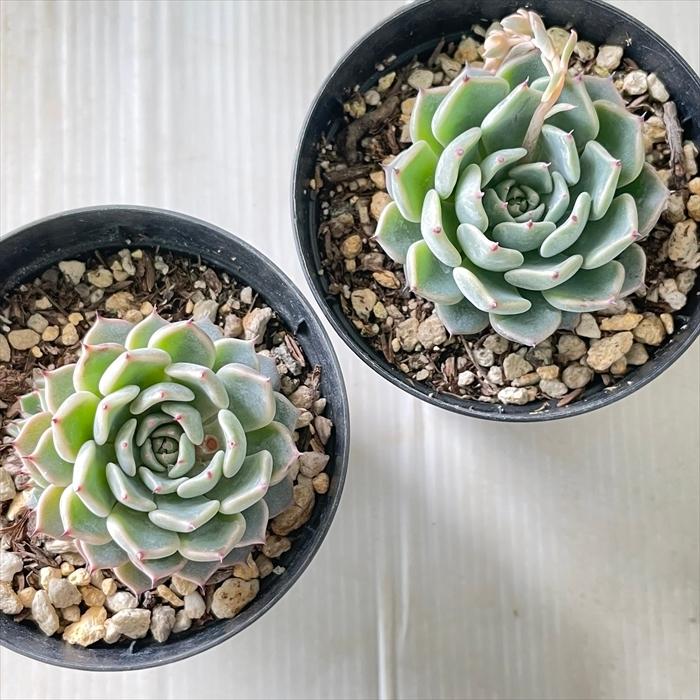 日本花キ流通 多肉植物 skエケベリア 黒爪ザラゴーサ×沙羅姫牡丹 日本花キ流通 多肉植物 skエケベリア 黒爪ザラゴーサ×沙羅姫牡丹