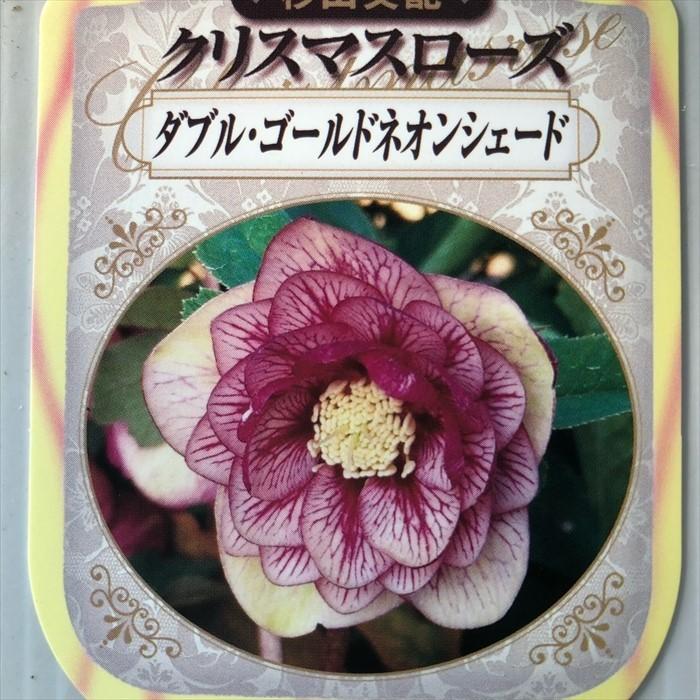 クリスマスローズ苗 ダブルゴールドネオンシェード 杉山交配 9cm クリスマスローズ苗 ダブルゴールドネオンシェード 杉山交配 9cm