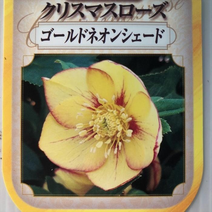 クリスマスローズ クリスマスローズ苗 ゴールドネオンシェード 杉山交配 9cmポット