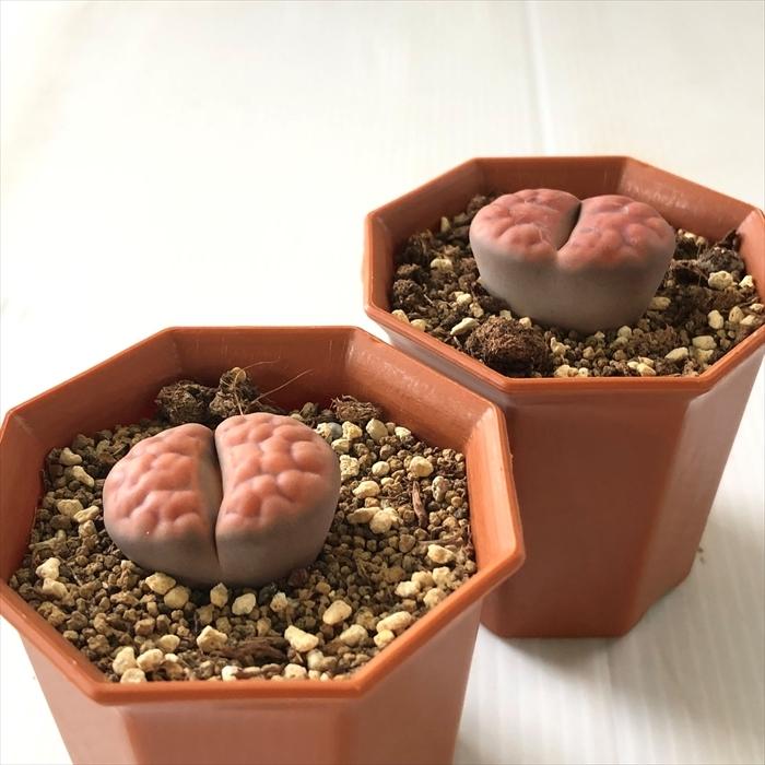 日本花キ流通 多肉植物 asリトープス ティシェリー 多肉植物 メセン