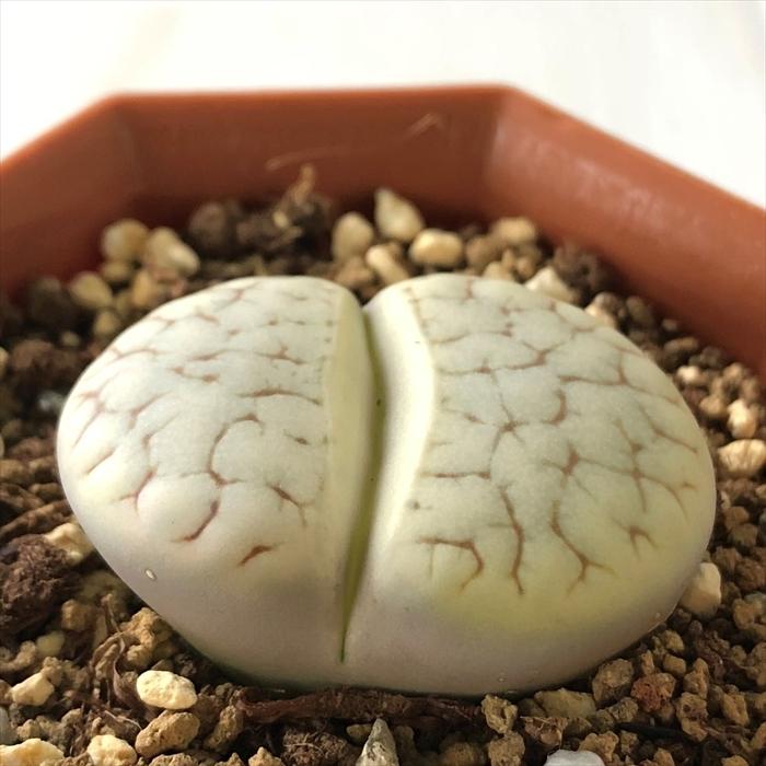 日本花キ流通 多肉植物 asリトープス 福音玉 多肉植物 メセン 6cm