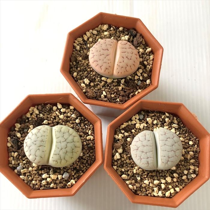多肉植物　リトープス　訳あり　1ポット 日本花キ流通 多肉植物 asリトープス 福音玉 多肉植物 メセン 6cm