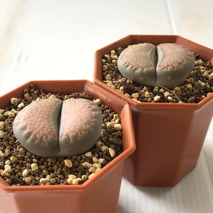 日本花キ流通 多肉植物 asリトープス 伝法玉 多肉植物 メセン 6cm