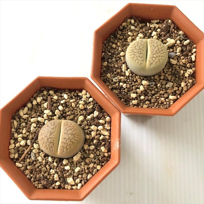 日本花キ流通 多肉植物 asリトープス 茶巴里玉 メセン 6cmポット