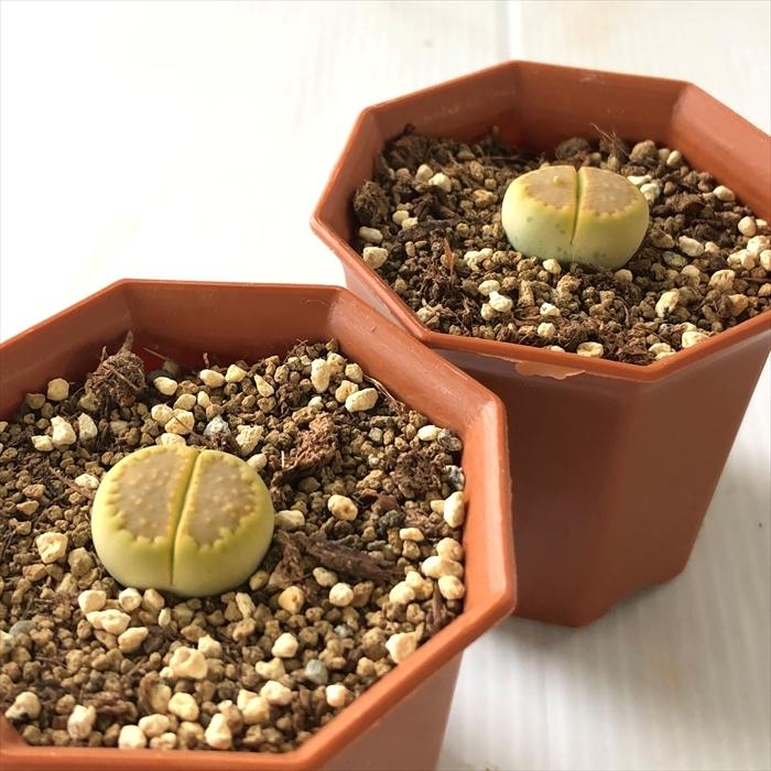 日本花キ流通 多肉植物 asリトープス 黄巴里玉 メセン 6cmポット 日本花キ流通 多肉植物 asリトープス 黄巴里玉 メセン 6cmポット