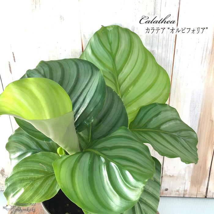 カラテア オルビフォリア 観葉植物 4号鉢 インテリア おしゃれ Z フラワーネット日本花キ流通 通販 Yahoo ショッピング