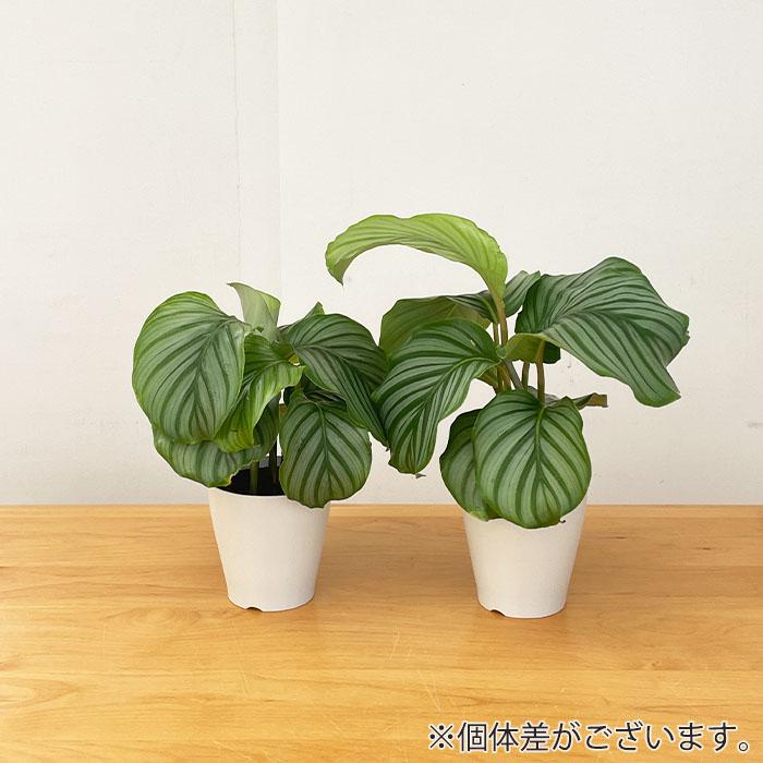 日本花キ流通 観葉植物 カラテア オルビフォリア 4号鉢 小型 小さい