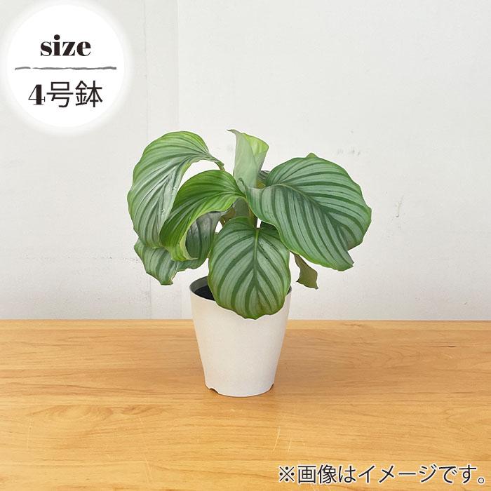 日本花キ流通 観葉植物 カラテア オルビフォリア 4号鉢 小型 小さい 