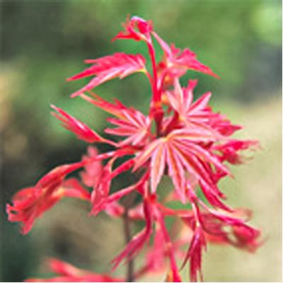 もみじ 20キロ 日本花キ流通 予約販売 もみじ 青崖 12cmポット 接木苗 紅葉