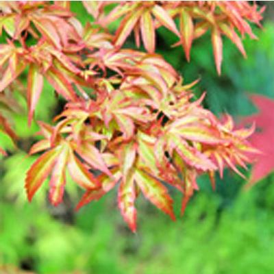 日本花キ流通 もみじ 青崖 12cmポット 接木苗 紅葉 モミジ 庭木 苗木