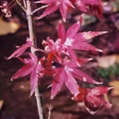 日本花キ流通 もみじ 青崖 12cmポット 接木苗 紅葉 モミジ 庭木 苗木