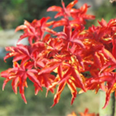 日本花キ流通 予約販売 もみじ 獅子頭 12cmポット 接木苗 紅葉 モミジ