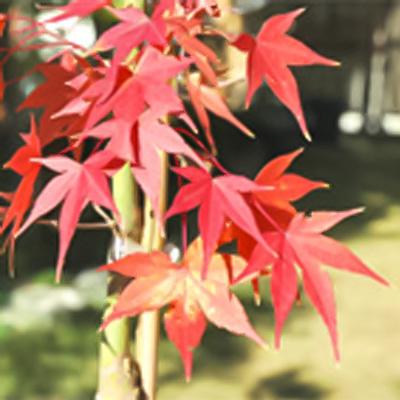 日本花キ流通 予約販売 もみじ 旭鶴 12cmポット 接木苗 紅葉 モミジ