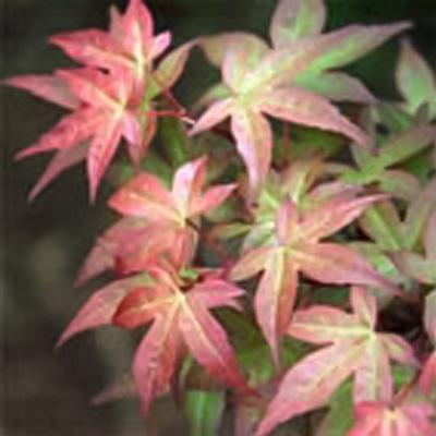 予約販売 もみじ 新血汐 12cmポット 紅葉 モミジ 苗木 花木 庭木 Take 4月中旬以降発送 Z フラワーネット日本花キ流通 通販 Yahoo ショッピング