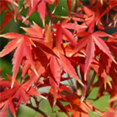 日本花キ流通 予約販売 もみじ 錦紅葉 12cmポット 接木苗 紅葉 モミジ