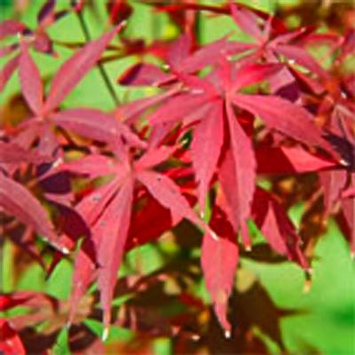 日本花キ流通 予約販売 もみじ 紅鏡 12cmポット 接木苗 紅葉 モミジ