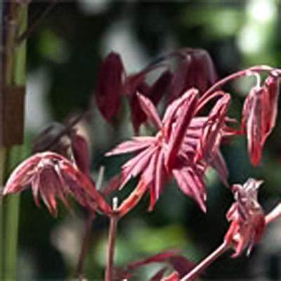 もみじコレクション13 秋爪紅 接木苗 6号鉢 8年物 全長90cm もみじコレクション13 秋爪紅 接木苗 6号鉢 8年物 全長90cm もみじ