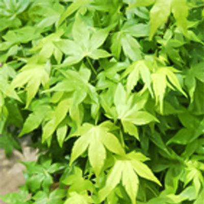 日本花キ流通 予約販売 もみじ 右近 12cmポット 接木苗 紅葉 モミジ