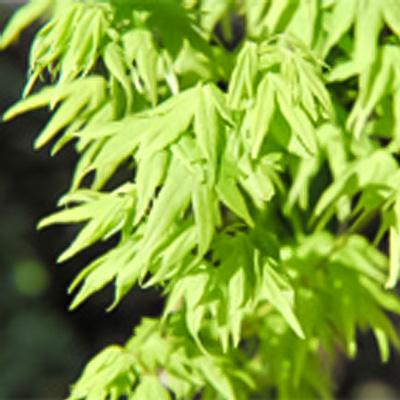 日本花キ流通 予約販売 もみじ 右近 12cmポット 接木苗 紅葉 モミジ