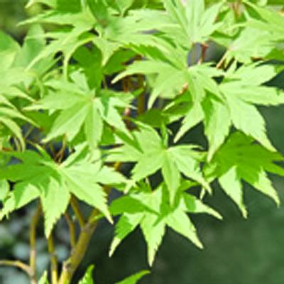 もみじ 2本セット 6号鉢 夕暮 & 秋華 接木苗 もみじ 2本セット 6号鉢 夕暮 & 秋華 接木苗