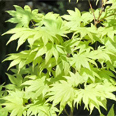 日本花キ流通 予約販売 もみじ 黄八丈 12cmポット 接木苗 紅葉 モミジ
