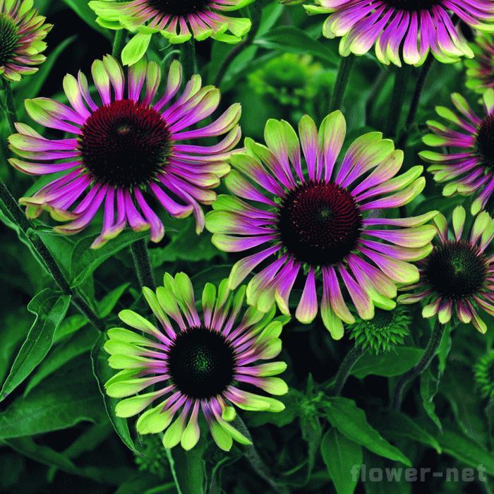 エキナセア グリーンツイスター 9cmポット 宿根草 Atm Z フラワーネット日本花キ流通 通販 Yahoo ショッピング