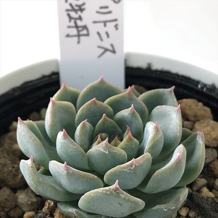 多肉植物　メキシコプリドニス×銀天女　6cmポット苗 多肉植物 銀天女×メキシコプリドニス 抜き苗 - メルカリ