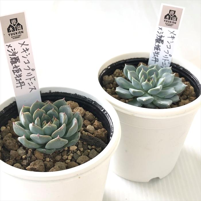 多肉植物 yukエケベリア メキシコプリドニス×沙羅姫牡丹 優木園さんの