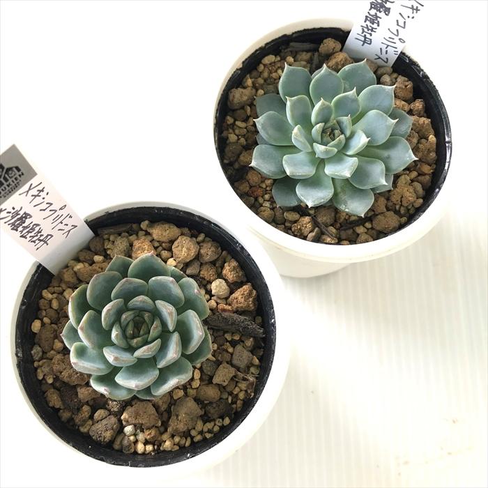 多肉植物 yukエケベリア メキシコプリドニス×沙羅姫牡丹 優木園さんの