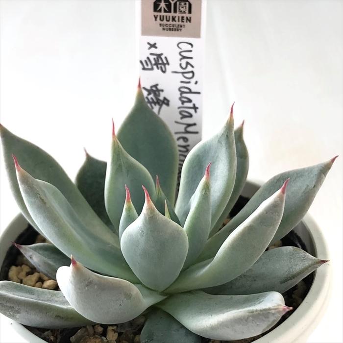 多肉植物 yukエケベリア cuspidata Menchaca×雪蜂 優木園さんの 多肉植物 yukエケベリア cuspidata Menchaca×雪蜂 優木園さんの
