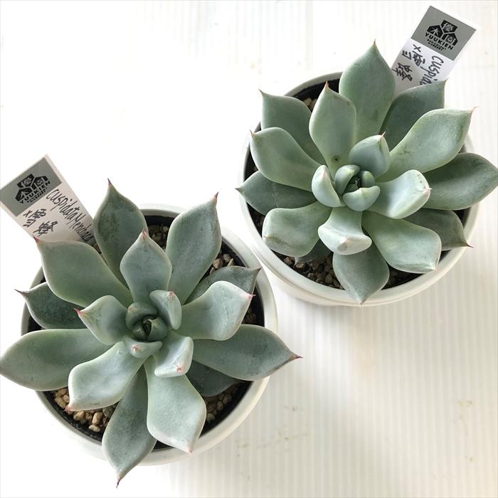 多肉植物 yukエケベリア cuspidata Menchaca×雪蜂 優木園さんの 多肉植物 yukエケベリア cuspidata Menchaca×雪蜂 優木園さんの