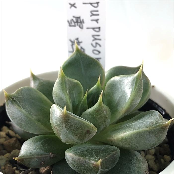 多肉植物 yukエケベリア purpusorum×雪蜂 優木園さんの苗 送料無料