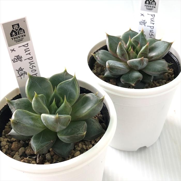 多肉植物 yukエケベリア purpusorum×雪蜂 優木園さんの苗 送料無料