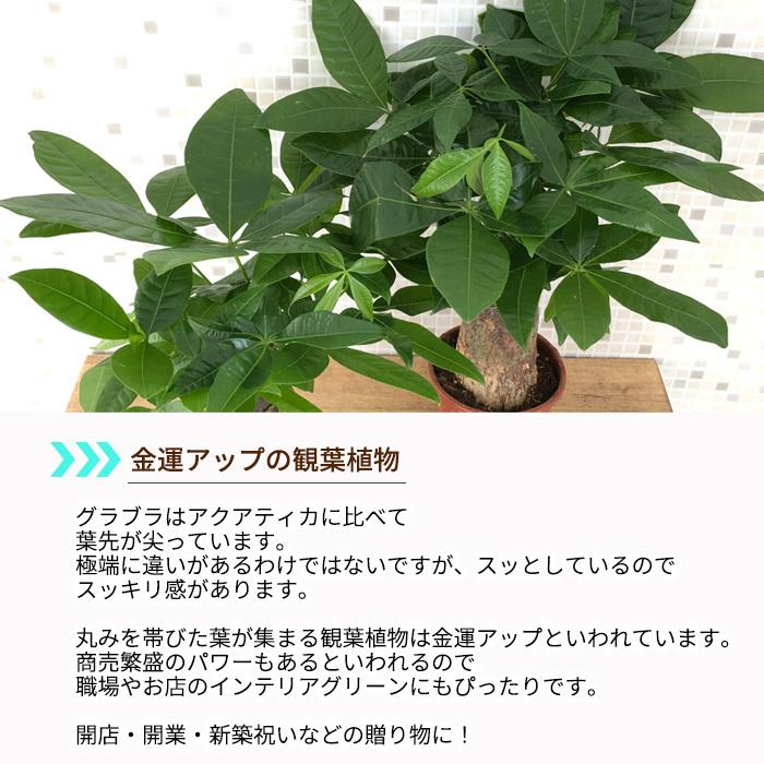パキラ グラブラ 3 5号鉢 苗 観葉植物 インテリア おしゃれ Z フラワーネット日本花キ流通 通販 Yahoo ショッピング