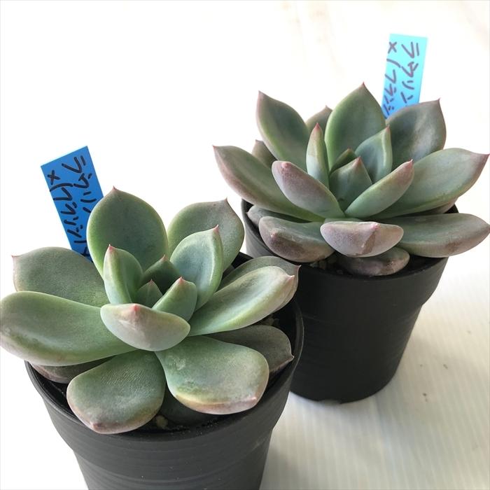 多肉植物 oriエケベリア ラウリンゼ×（フランシノ×ロメオ） おらいさん