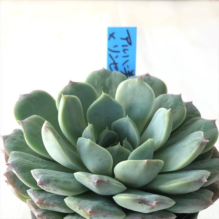 多肉植物 oriエケベリア アルバ美尼×リンゼアナ おらいさん苗
