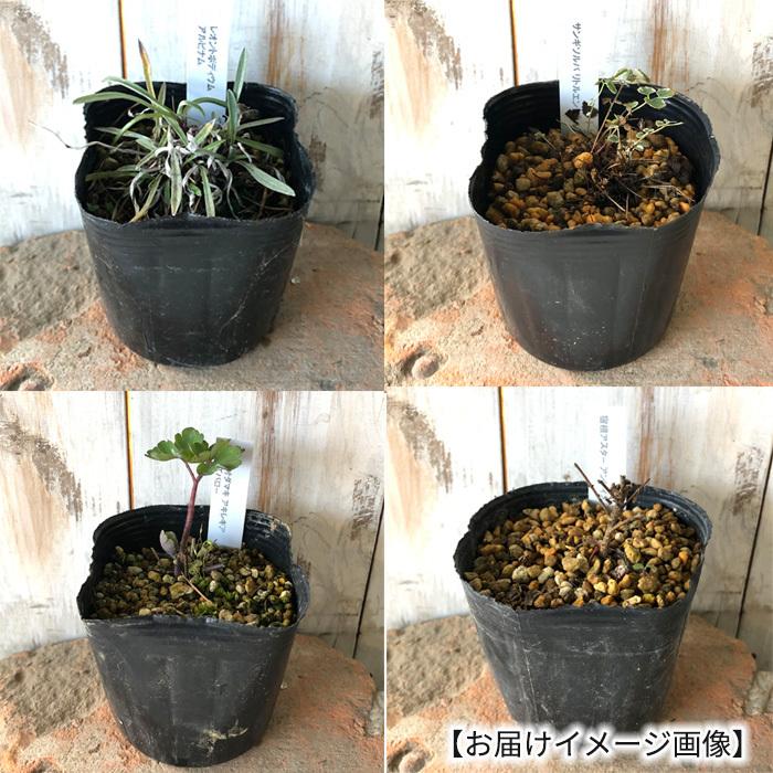 予約販売 斑入りヤマアジサイ 瀬戸の花嫁 9cmポット 山アジサイ 紫陽花 ガーデニング 多年草 品種登録出願中 Atm 4月下旬以降発送 Z フラワーネット日本花キ流通 通販 Yahoo ショッピング