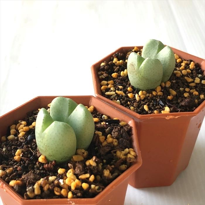 日本花キ流通 多肉植物 asコノフィツム 花車 多肉植物 6cmポット