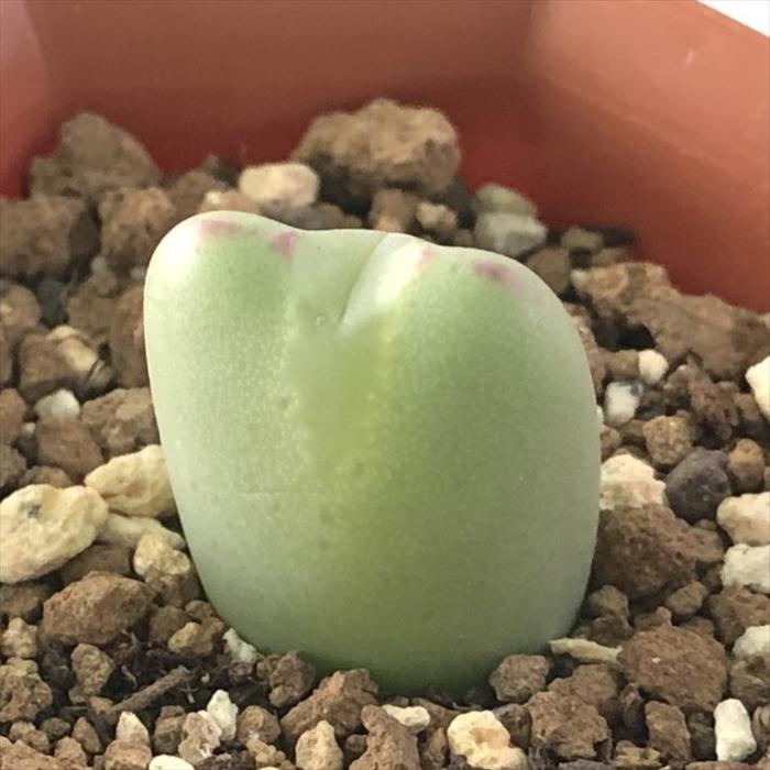 多肉植物 Asコノフィツム サンライン 多肉植物 6cmポット メセン Z フラワーネット日本花キ流通 通販 Yahoo ショッピング