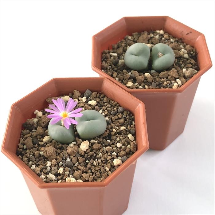 日本花キ流通 多肉植物 asコノフィツム 群碧玉 多肉植物 6cmポット
