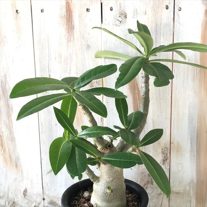 多肉植物 Caアデニウム アラビカム 多肉植物 コーデックス アラビクム 4号鉢 Z フラワーネット日本花キ流通 通販 Yahoo ショッピング