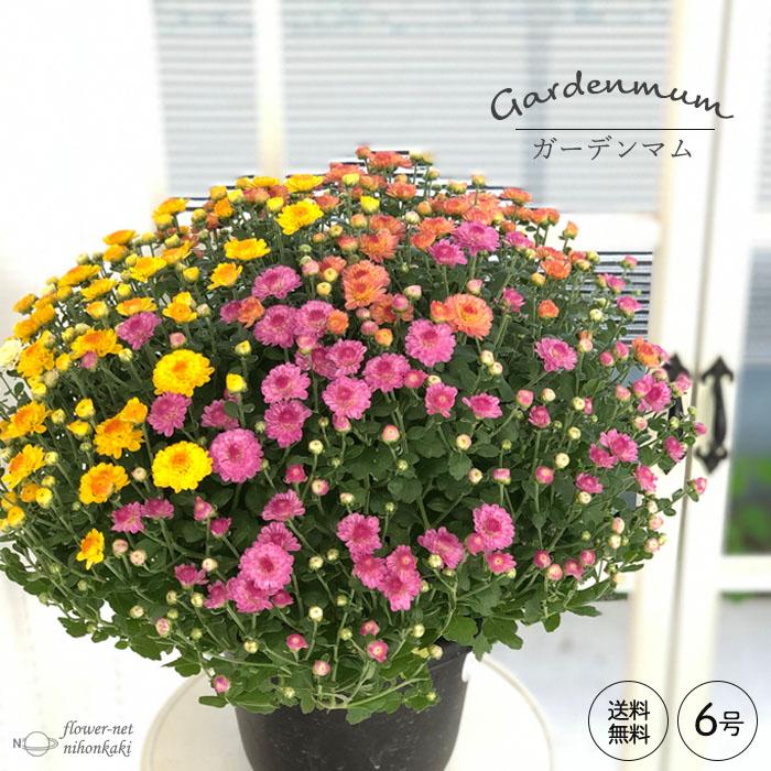 日本花キ流通 予約販売 ガーデンマム 6号鉢 送料無料 菊 マム ギフト