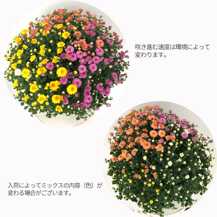 日本花キ流通 予約販売 ガーデンマム 6号鉢 送料無料 菊 マム ギフト
