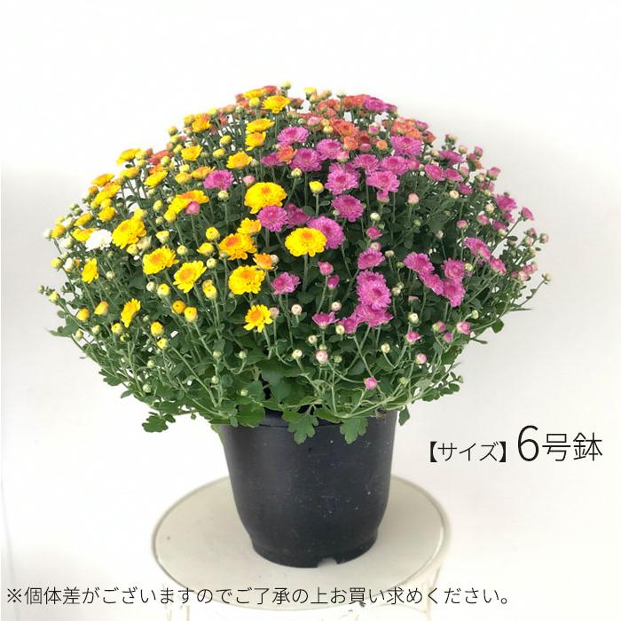 日本花キ流通 予約販売 ガーデンマム 6号鉢 送料無料 菊 マム ギフト