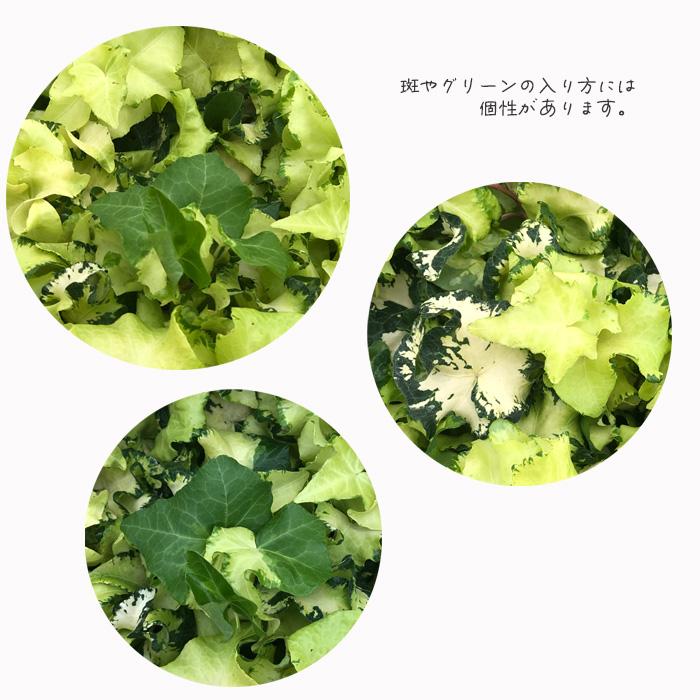日本花キ流通 観葉植物 ヘデラ ヘリックス ムーンライト10.5cmポット