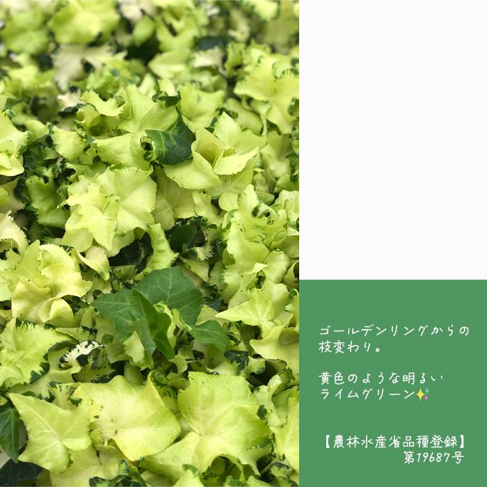 日本花キ流通 観葉植物 ヘデラ ヘリックス ムーンライト10.5cmポット