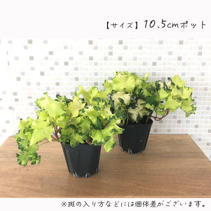ヘデラ ヘリックス ムーンライト10 5cmポット アイビー 観葉植物 インテリア おしゃれ 登録品種 Z フラワーネット日本花キ流通 通販 Yahoo ショッピング